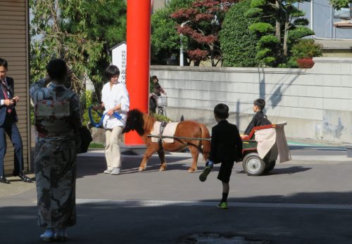 七五三詣　ポニー馬車大盛況