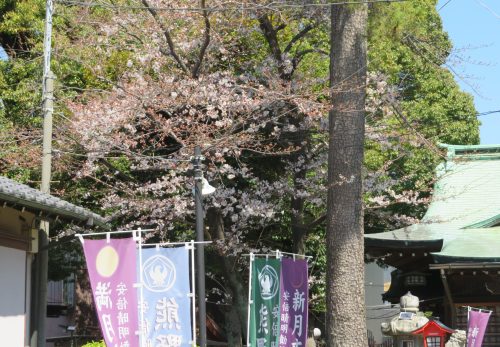 境内の桜