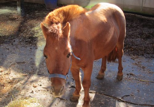 七五三　ポニー馬車「日程」