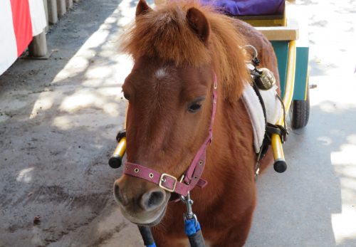 七五三詣　ポニー馬車