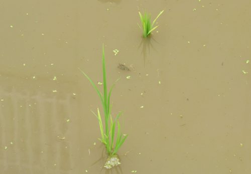 田植え