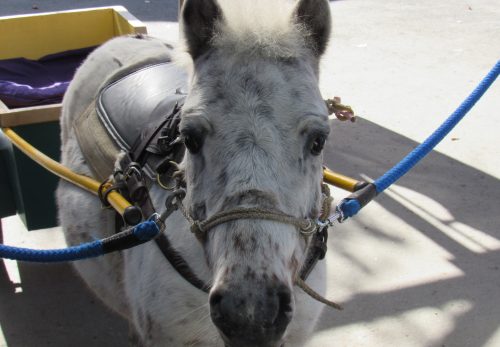 七五三ポニー馬車　終了しました
