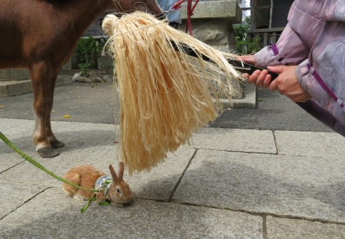 午の日に『ペット参拝』