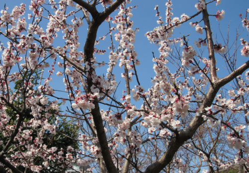 4月24日（日）13時『天一天上　癒やしの参拝』斎行