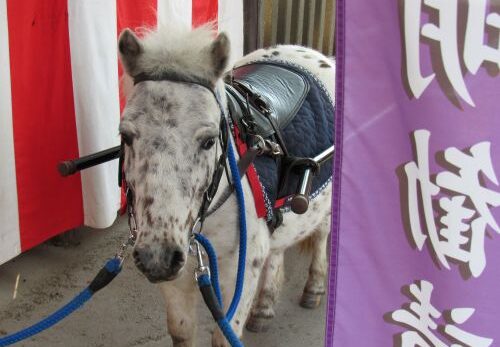 七五三ポニー馬車運行日