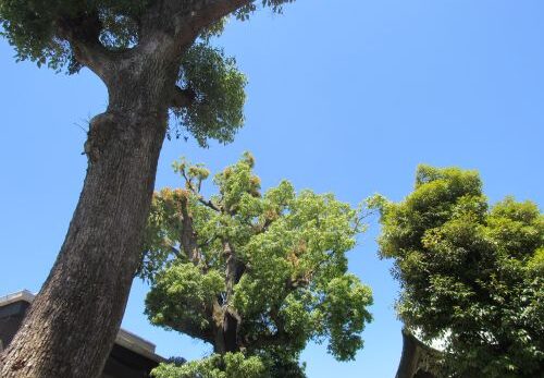 6月の祭事